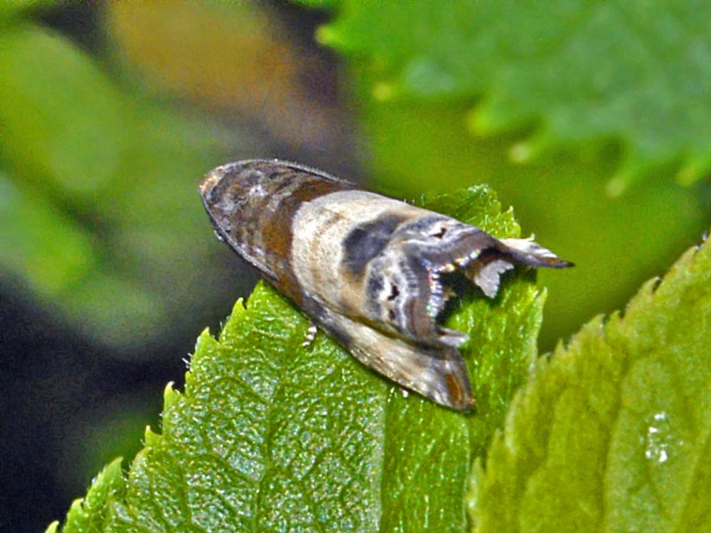 Tortricidae da ID - Cfr. Notocelia cynosbarella